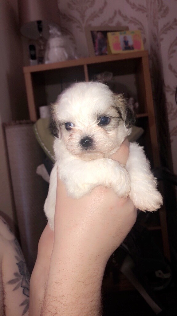 shichon puppies for sale gumtree